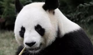 为什么大熊猫原来是熊科,现在变成猫科的动物了呢 大熊猫是熊科还是猫科